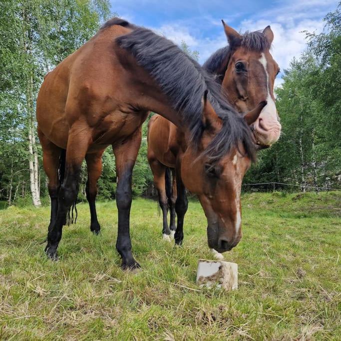 River Run Ranch - Telemark Drangedal Kültér fotó