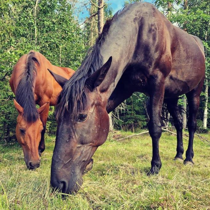 River Run Ranch - Telemark Drangedal Kültér fotó